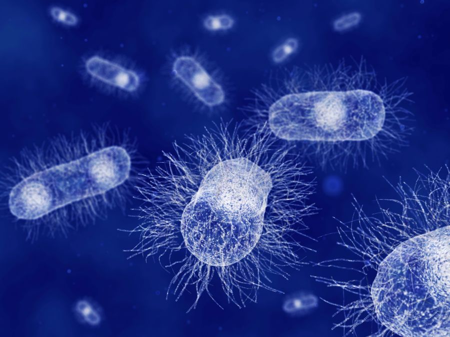 Das Bakterium Escherichia coli ist imstande, unter Genmanipulation Paracetamol aus einem Plastikmaterial herzustellen. (Symbolbild)