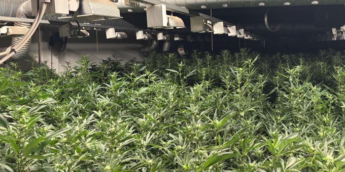 In Dietlikon hat die Kantonspolizei eine Illegale Indoor-Hanfanlage ausgehoben. Dietlikon Hanfdoor-Inlage