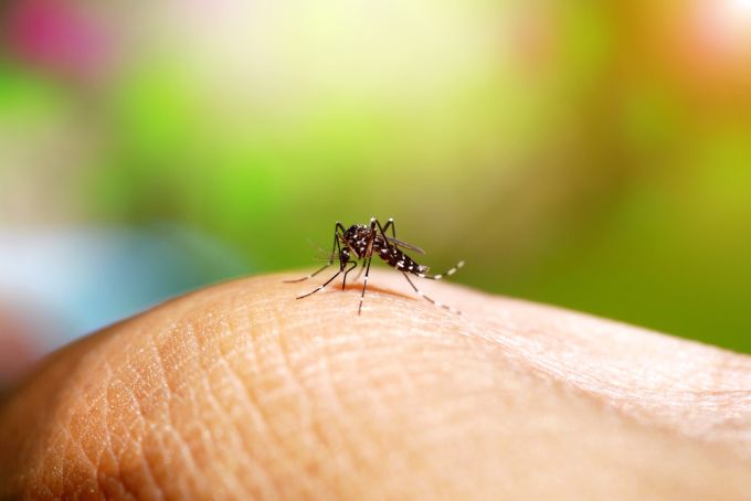 Gesundheit Aargau: Mücken sind gerne im Sommer aktiv. Mücken