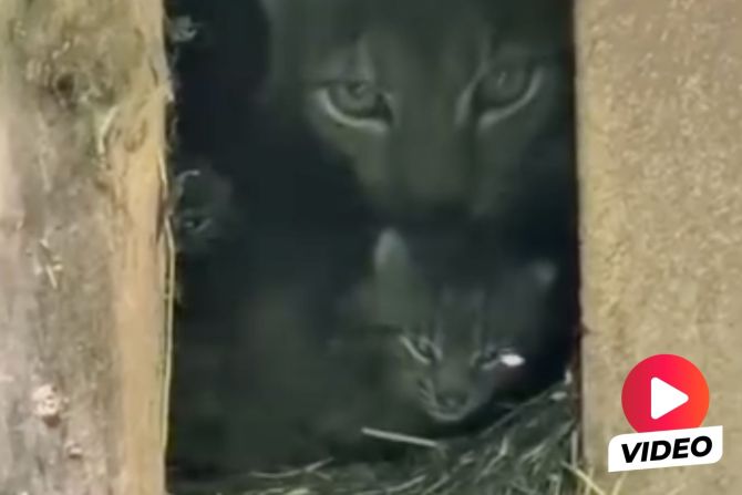 Luchs-Nachwuchs Tierpark Goldau