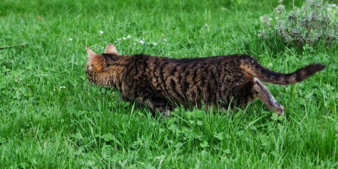 Katze Garten