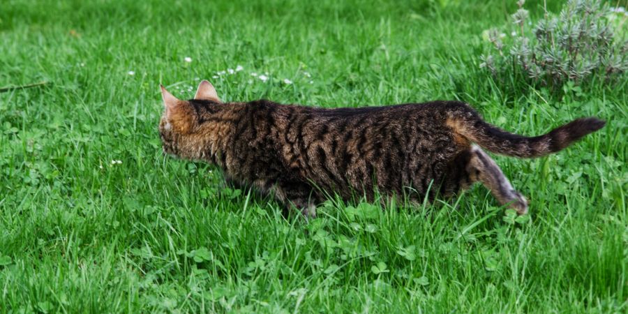Katze Garten