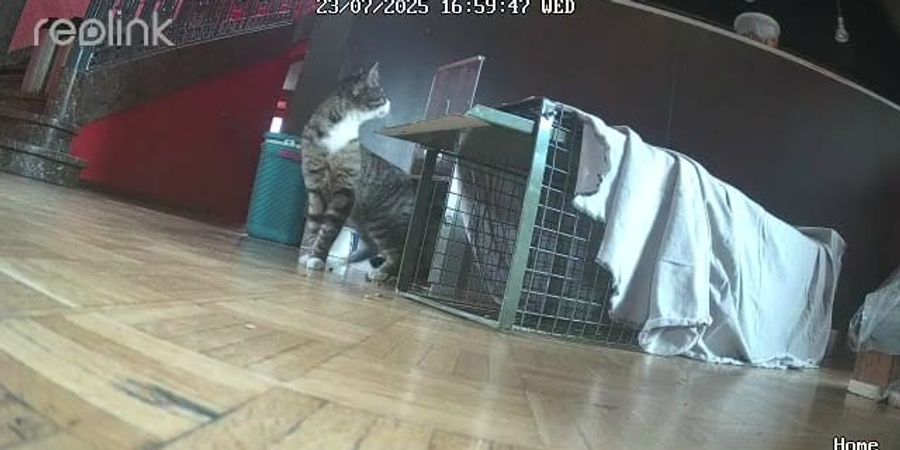 Die Katze ging nach kurzer Zeit in die Falle.