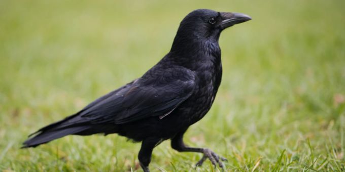 «Zerstörungswut» - Gelangweilte Krähen schikanieren Thurgauer Bauern