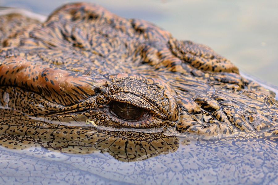 Der Fundort sorgt für zusätzliche Beklemmung. Der Kruger-Nationalpark ist unter anderem auch für seine grossen Nilkrokodile bekannt.