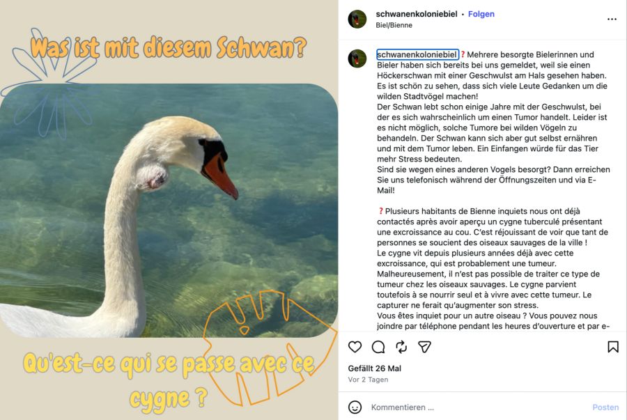 höckerschwan