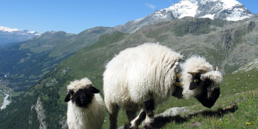 Walliser Schwarznasenschafe 2008 hoch über Zinal VS.