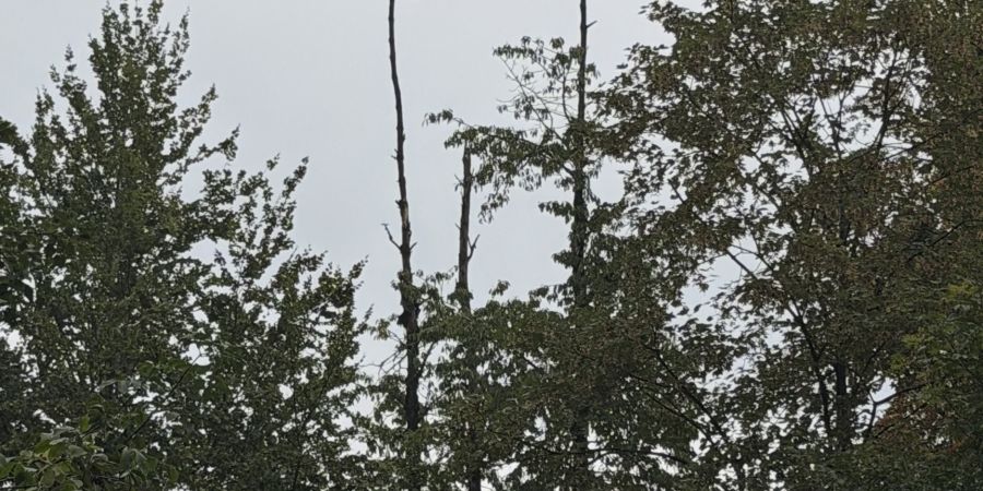 Verdorrter Kirschbaum im Wald