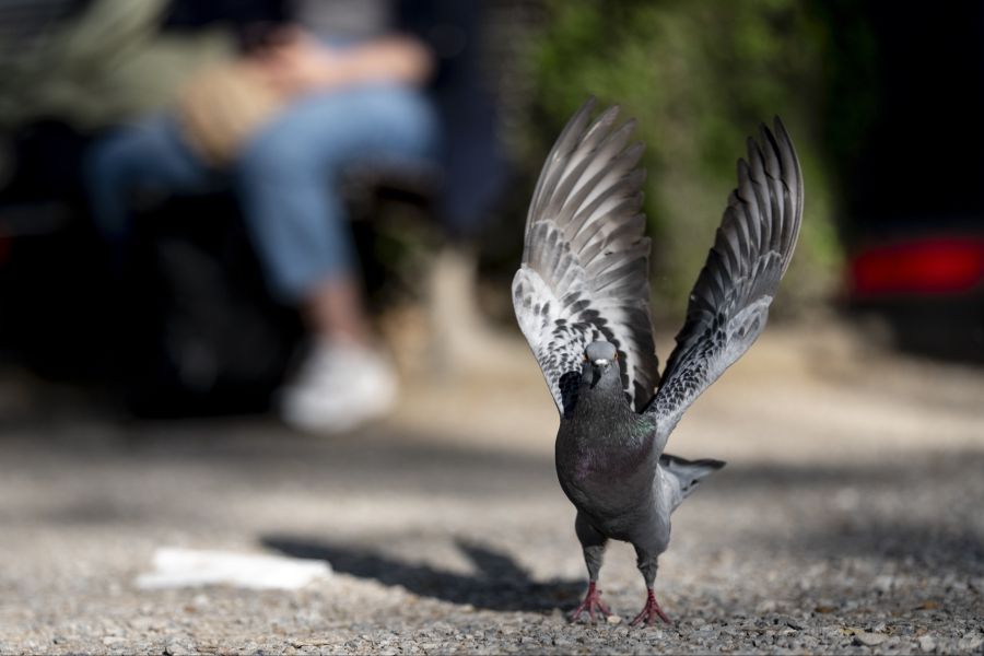 Was für viele Schweizerinnen und Schweizer Traditionssache ist, versetzt Vögel und andere Tiere in Panik.