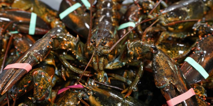 Industriegüter und Hummer aus den USA dürfen von heute an zollfrei in die EU eingeführt werden. (Archivbild)