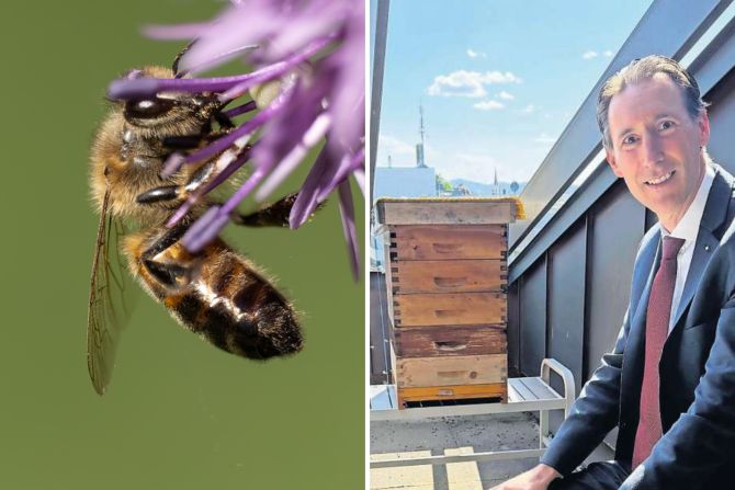 bienen st. gallen