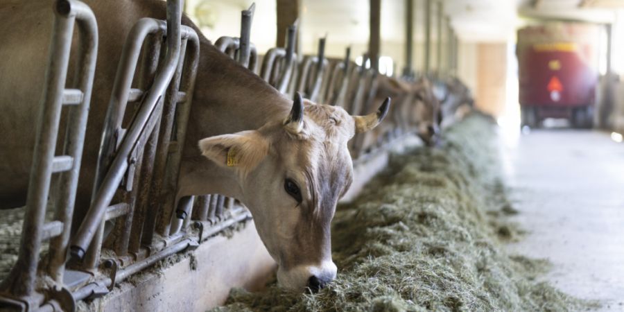 Appenzell Ausserrhoden will die Luftqualität im Kanton weiter verbessern. Im Bild: Eine Milchkuh, die in einem Stall in Stein AR frisst.