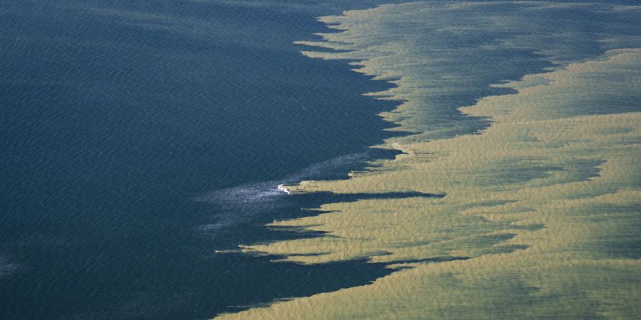 Blaualgen Ostsee