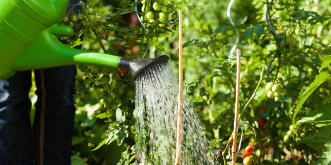 Giesskanne Trockenheit Gemeingebrauch Bewässern