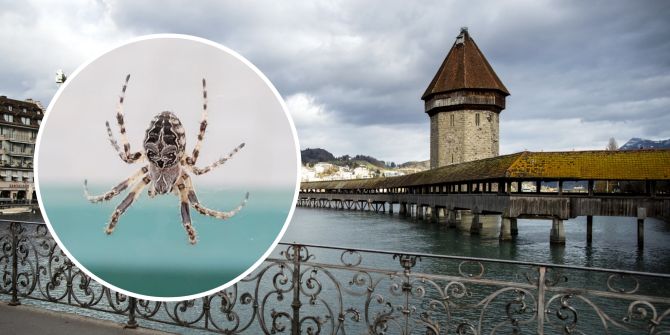 Luzerner Kapellbrücke Spinne