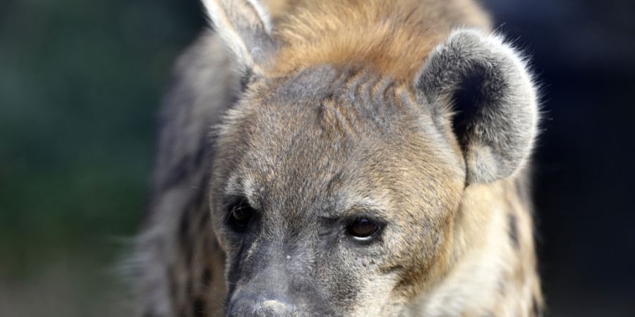 Im Disney-Film «Der König der Löwen» werden Hyänen als hinterlistige Bösewichte dargestellt. Eine neue Studie zeigt, dass die Tiere im Gegenteil ziemlich sozial sind. (Archivbild)
