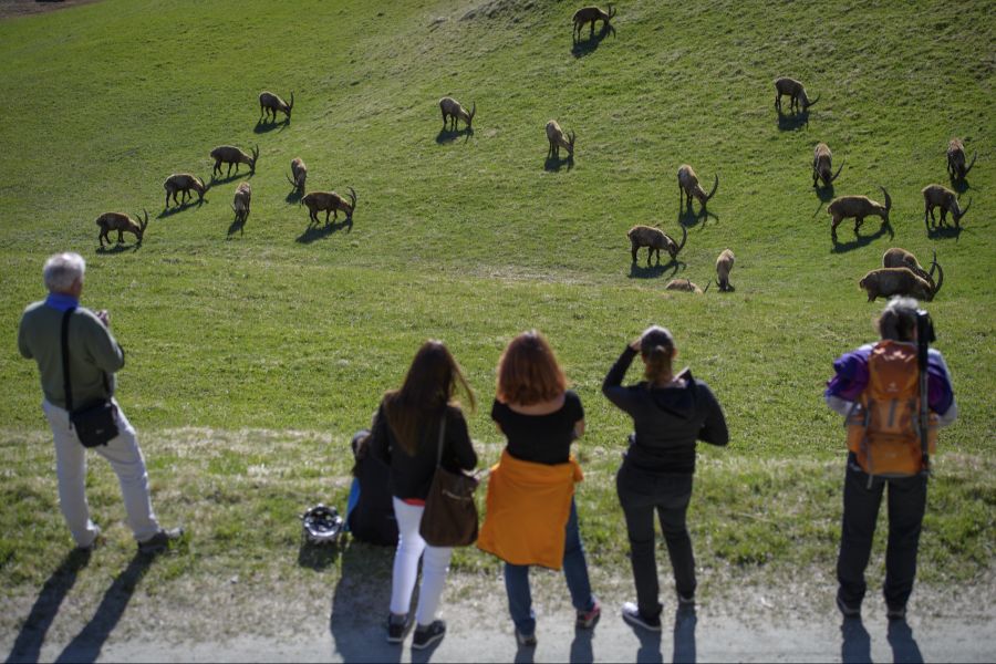 Villarboito empfiehlt den genervten Touristen Ohrstöpsel als kurzfristige Lösung. (Symbolbild)
