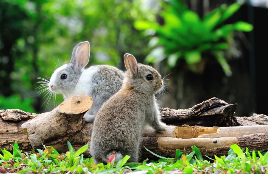 Zwei Kaninchen