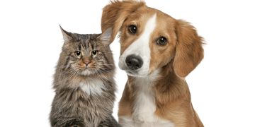 Katze Hund