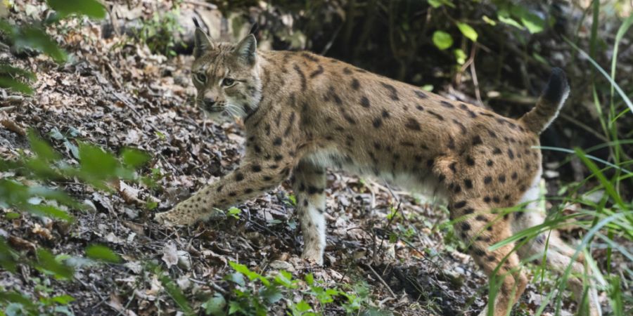 Die Luchspopulation erholt sich im Wallis zwar - laut einer neuen Studie aber nicht so stark wie gedacht. (Archivbild)