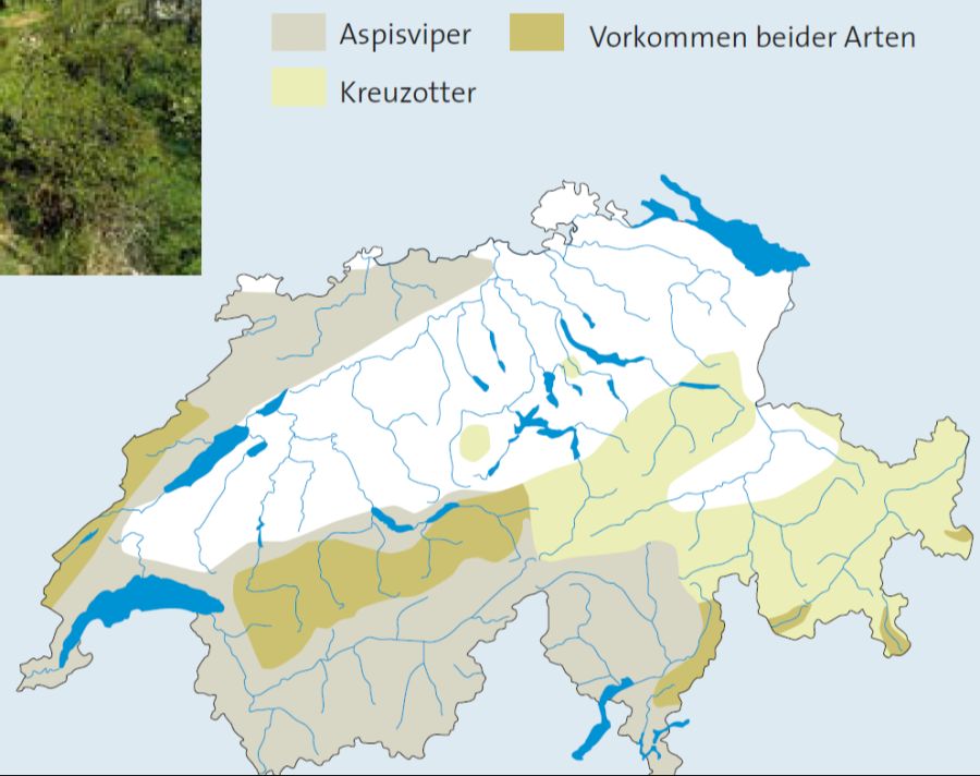 schlange schweiz gift-schlange