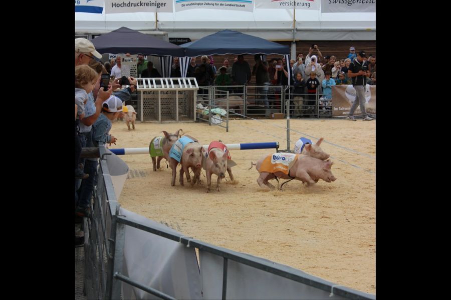 Neben den Stiere- und Rinderauktionen war mit dem Säulirennen bei Gross und Klein für Spannung gesorgt.