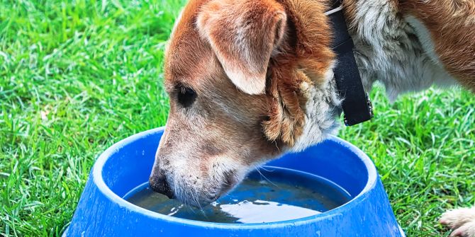 Hund, Wassernapf