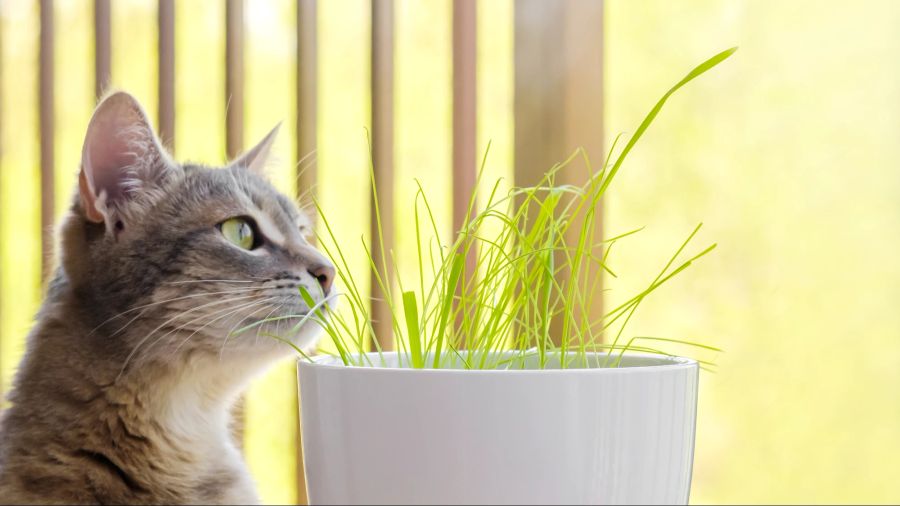 Katze vor Katzengras