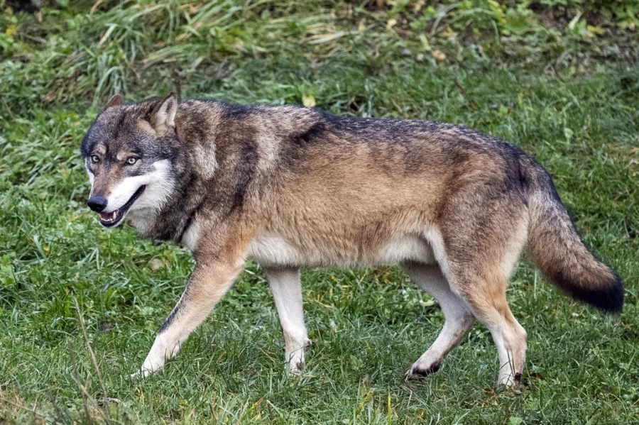 Mit der neuen Verordnung dürfen Wölfe präventiv abgeschossen werden. Hier ein Wolf im Tierpark Goldau SZ. (Symbolbild)