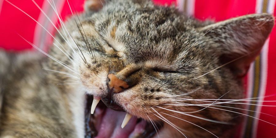 Schauen Sie Ihrer Katze öfter mal ins Maul: Sind alle Zähne intakt, ist nichts gerötet und riecht es nicht auffällig? Sonst könnte ein Gang zum Tierarzt nötig sein.