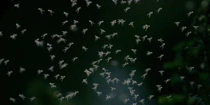 Schmerzhafte Bisse - Insektenschwärme lösen Panik am Gardasee aus