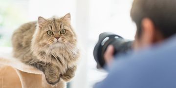 Katze beim Shooting