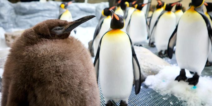 Der kugelrunde Pesto war schnell zum Social-Media-Star avanciert. Riesen-Pinguin