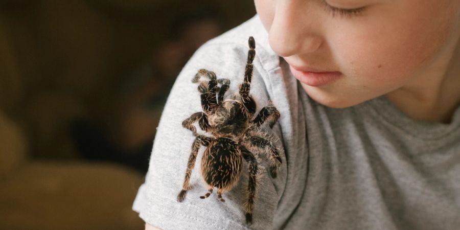 Junge mit Vogelspinne