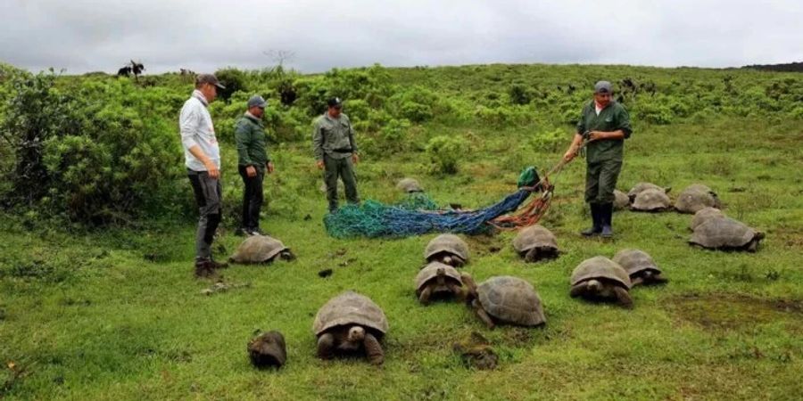 Schildkröte