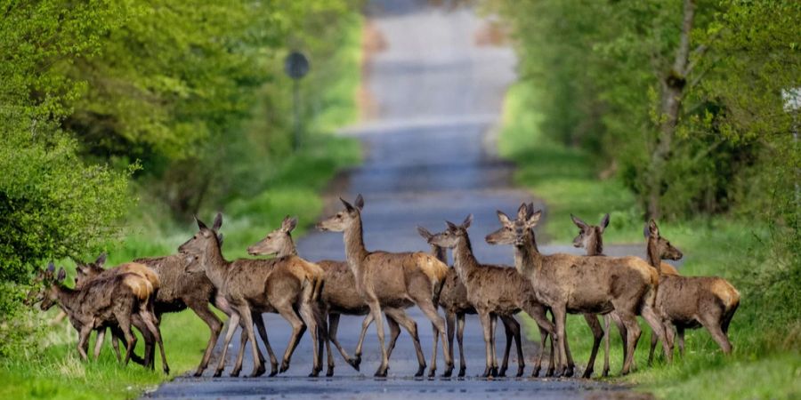 Rehe auf der Straße