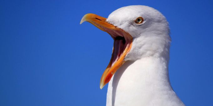 «Meins!» – Die diebischen Vögel werden immer dreister. (Symbolbild) Möwe klaut Portemonnaie