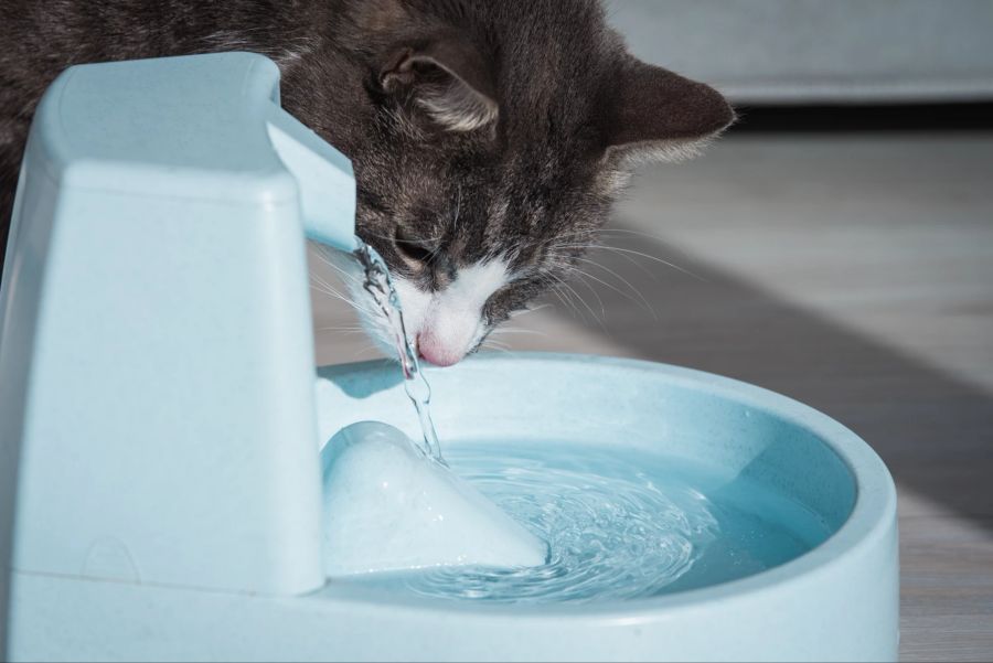 Katze, Wasser