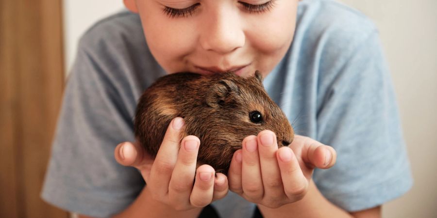 Junge mit Meerschweinchen in der Hand