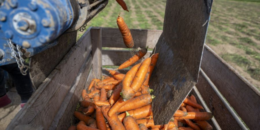 Die Regierung des Thurgaus befürchtet im Zusammenhang mit einer PFAS-Weisung des Bundesrats Nachteile für die einheimische Landwirtschaft. Im Bild: Rüebli-Ernte in Tägerwilen TG. (A...