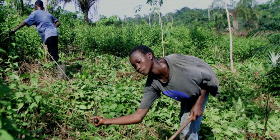 Kinderarbeit ist auf Kakaoplantagen noch immer ein Problem, vor allem in Westafrika. (Archivbild)