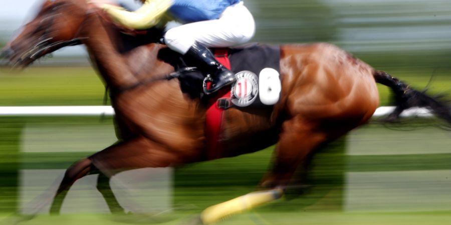 ARCHIV - Ein Rennpferd auf einer Pferderennbahn. Foto: Malte Christians/dpa/dpa-tmn