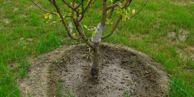 Apfelbaum Setzling Pflanzen jung