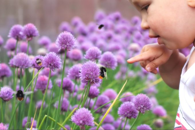 Bestimmte Blumen gelten als besonders insektenfreundlich. Hummel auf Blumen