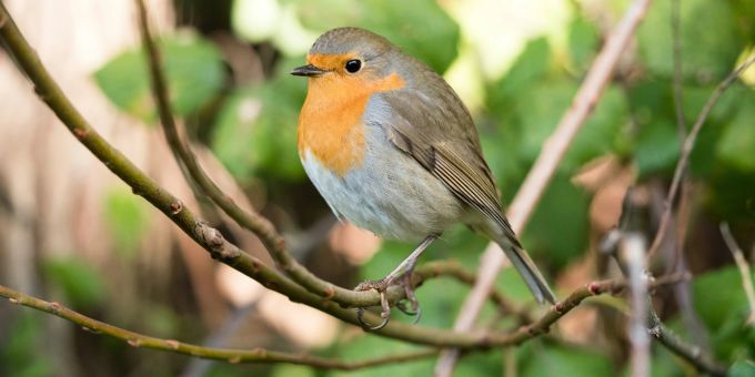 Ein Vogel. (Symbolbild) vogel