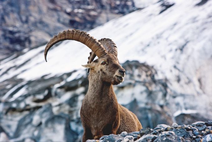 Wer Glück hat, kann hier oben sogar Steinböcke beobachten. Dieser hier wurde aber auf dem Eigergletscher aufgenommen. Steinbock