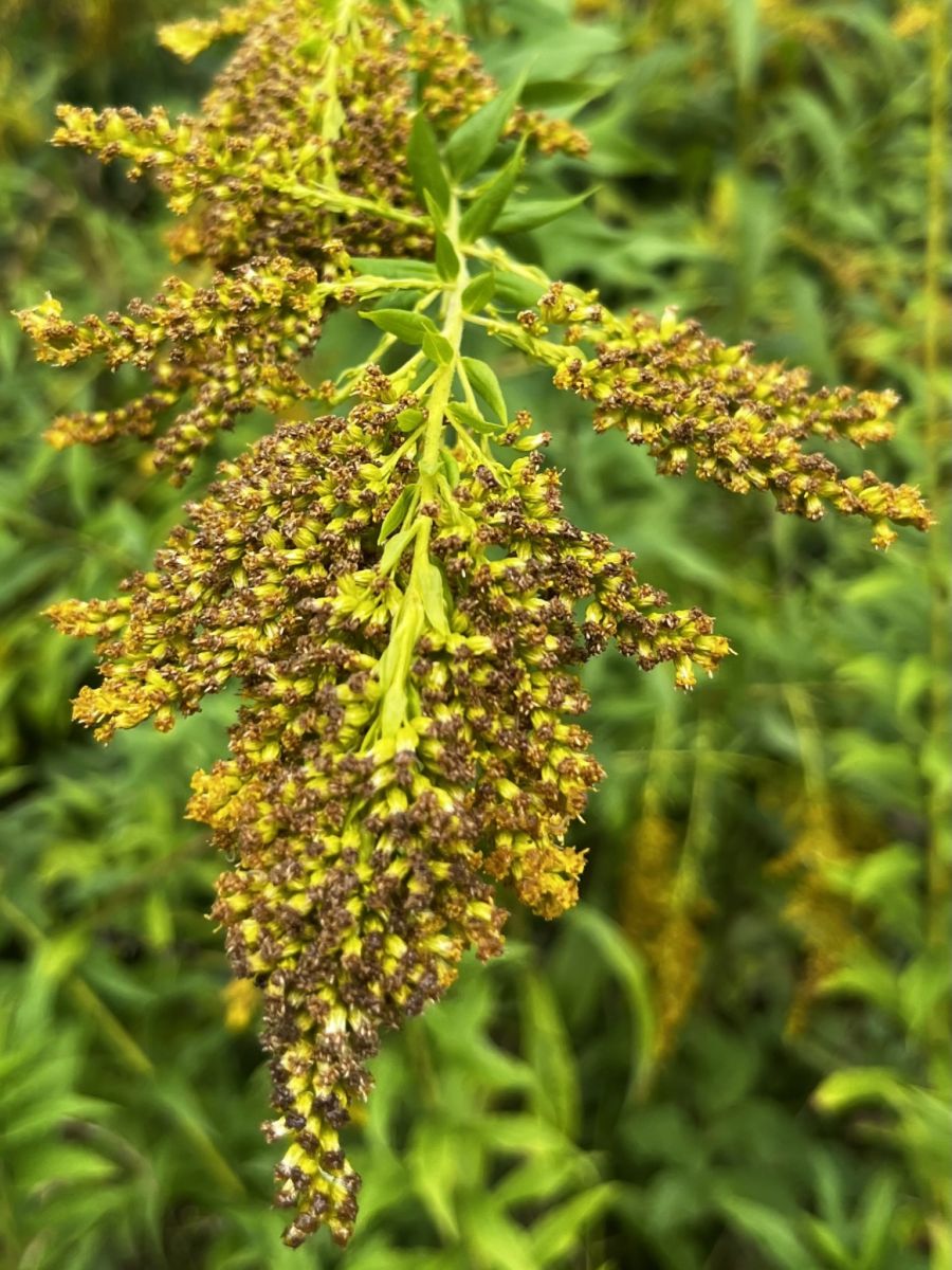 Neophyten Bern Ökosystem
