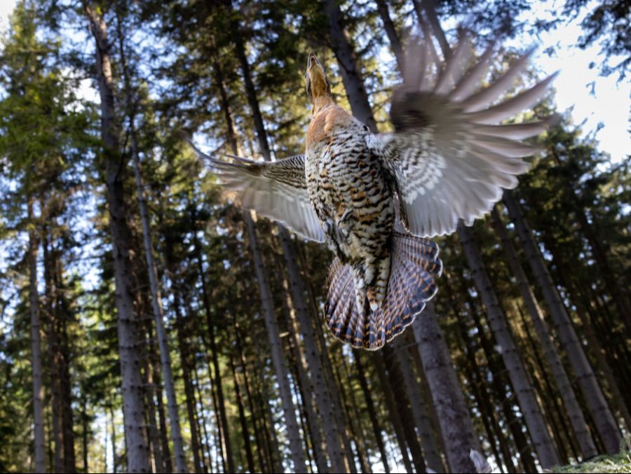 Seit Jahren verfolgt die Behörde das Ziel, das Überleben dieser imposanten Hühnervögel in der Region zu sichern.