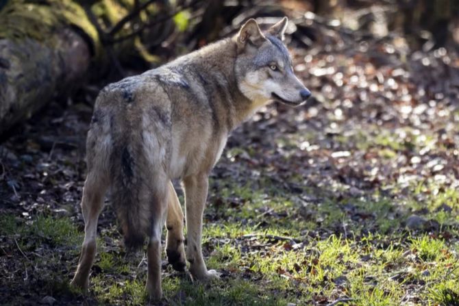 Wolf