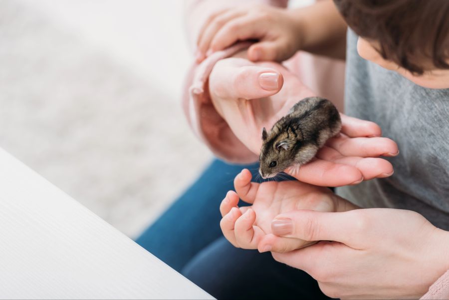 hamster tod ursachen